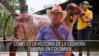 Como es la historia de la lecheria cebuina en Colombia - TvAgro por Juan Gonzalo Angel Restrepo