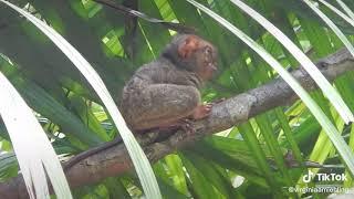 #Tarsier@Boholph.