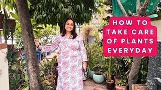 A day in the life of a Gardener, everyday gardening tips,1day with a gardener, Taking care of plants