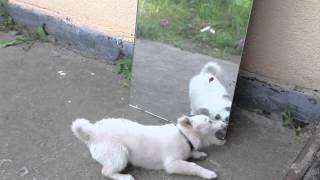 First Mirror Reflection my Dog Funny | Пес впервые увидел себя в зеркале