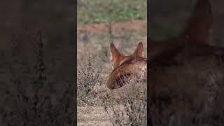 Ethiopian wolf