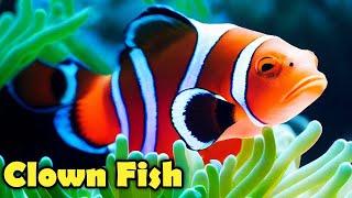 10 Facts About The CLOWNFISH You Didn't Know!