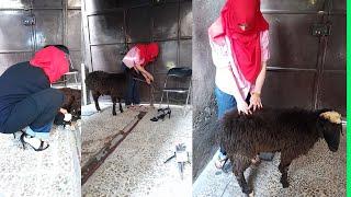 woman butcher sheep/Educational video Miss Ahoo