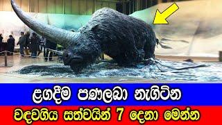 ළඟදීම පණලබා නැගිටින වඳවගිය සත්වයින් 7 දෙනා. | These Extinct Animals Will Come To Life Soon.