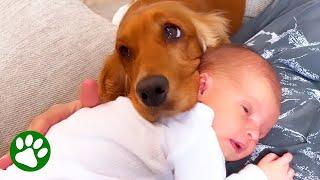 Dog meets baby and immediately falls in love