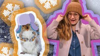 Cool Ways Animals Adapt For the Winter | Spot On Science