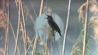 Reed Warblers, Great and Small