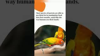 Fun Facts about parrot || Knowledge || #short