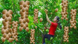 Thanh Farm Harvests Sapodilla From High Above - Makes Papaya Salad To Sell At The Market