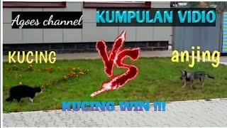 Tahan tawa,anjing VS kucing. KUCING WIN!!!