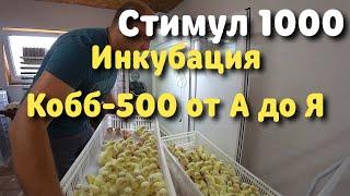 Инкубация Кобб-500 от А до Я в Стимул-1000 М1 У