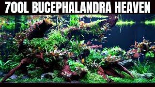 BEAUTIFUL CUSTOM MADE 700L AQUASCAPE