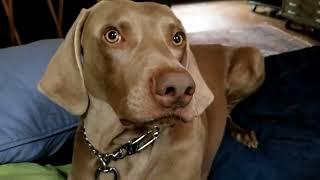 Bob Dylan - This Old Man - Holder The Weimaraner