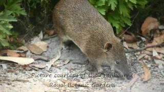 Southern Brown Bandicoot