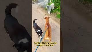 Territory Marking : Marley, naughty Lhasa Apso  ️