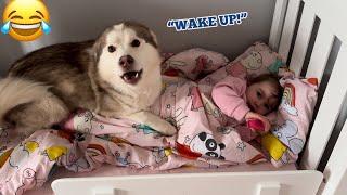 Hilarious Husky Puppy Wakes All 3 Of Our Kids Up In The Funniest Way!. [SOO CUTE!!!]