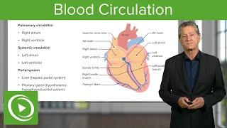Blood Circulation: Pulmonary & Systemic  – Histology | Lecturio