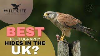 Photographing Tawny Owl, Kestrels & Kingfisher || Wildlife Photography Hides (Bourne) || Sony A1