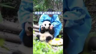 大熊貓，和花：嗚嗚嗚……奶爸 痛痛痛求安慰~【熊貓寶寶Panda】