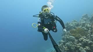 Diving in Egypt - Marsa Gabal Elrosas (Shark) [2024.06.17]