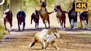 Wild Dingo Dogs Chase A Koala And Her Baby!  | 4K Animal Documentary