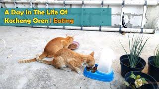 A Day In The Life Of Kocheng Oren | Eating