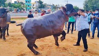 Great Gama Champion Bull for 2022 Sadar Festival | Daruwala Madhu Yadav