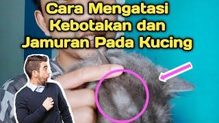 Cara Mengobati Jamuran dan Kebotakan Pada Kucing