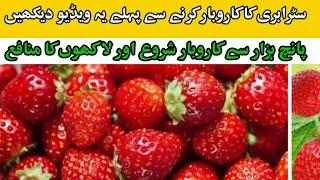 strawberry ka karobar kaise karna #business ideas Ahsan ayaz559