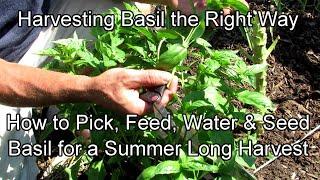 Harvesting Basil the Right Way: How to Pick, Feed, Water and Seed Basil for a Summer Long Harvest!