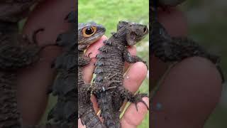 Red Eye Crocodile Skinks 