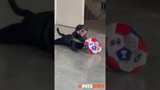 Funniest Cats and Dogs  Part 29 #shorts  #cute #animals #tiktok