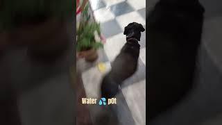 chota sa प्रयास inko पानी के लिये भटकणा ना पडे. #doglover #dogsstreet #short viral #cat #