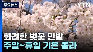 [날씨] 포근한 봄 날씨에 봄꽃 만발...'벚꽃 축제' 한창 / YTN