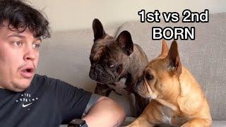 Funny Dog Reactions / 1st vs 2nd Born