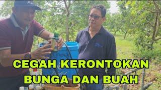 CARA AGAR BUNGA DAN BUAH TIDAK RONTOK