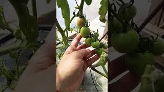 Primeros tomates Hidropónicos