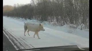 Поросенок сопровождает грузовик на трассе Благовещенск — Гомелевка под Райчихинском