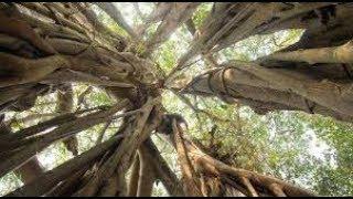 500 years old Banyan Tree | Giant Banyan Trees