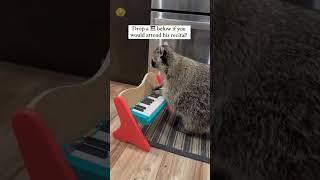 Енот и в музыке Енот