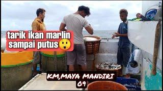 sadistic, marlin fish fight on Indonesian tuna boat(long line)  KM,MAYA MANDIRI 09||fishing ground.