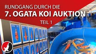 Rundgang durch die 7. Ogata Koi Auktion - Teil 1!