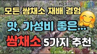 쌈채소 추천 5가지)) 80여종의 작물을 재배 해 본 제가가성비 좋고 맛 좋은 쌈채소 추천드립니다