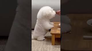 재미있는 동물영상 Funny Animal Videos 2023  #shorts