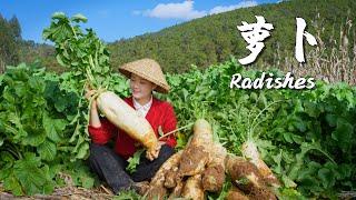 In winter, nothing beats the snow-white, crisp, and sweet radishes【滇西小哥】