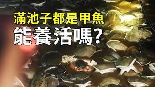 如何養殖甲魚？因為貴，老闆要給甲魚做“心肺復蘇”