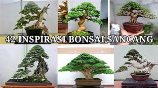 42 inspirasi bonsai sancang istimewa