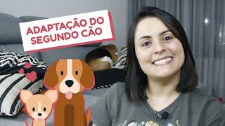 Como adaptar um novo cão em casa sem causar ciúmes no que já mora com você