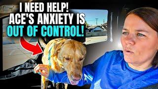 Ace’s Anxiety Might End Our Van Life Dream… Can Anyone Help?