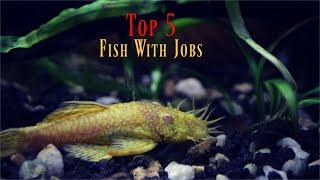 Top 5 Most USEFUL Aquarium Fish